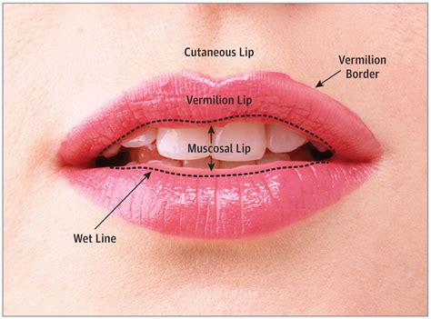 vermilion lip.